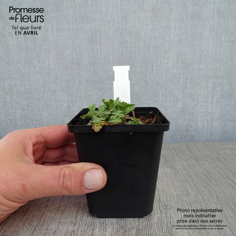 Iceland Poppy Champagne Bubbles Mix 8/9 cm pot sample as delivered in spring