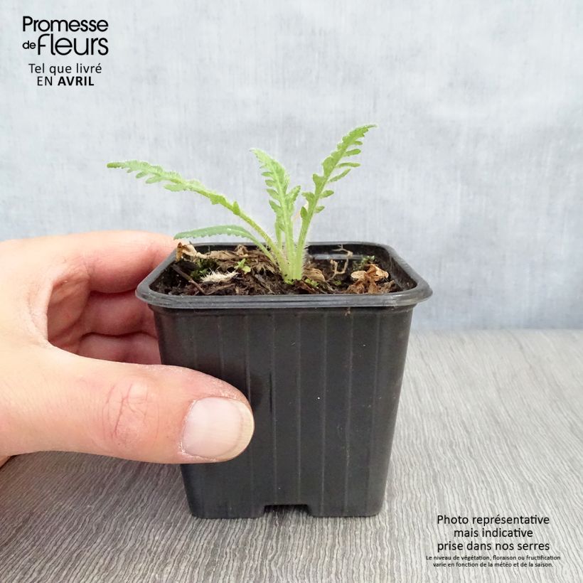 Papaver orientale Brilliant 7/8 cm pot sample as delivered in spring