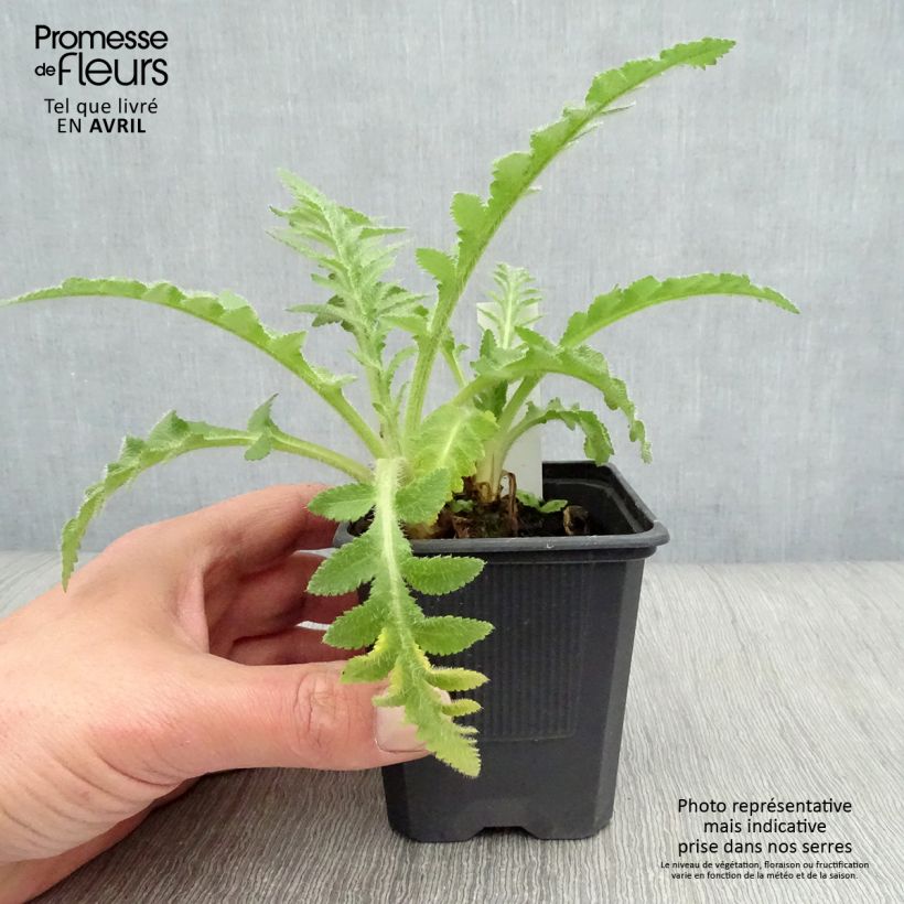 Papaver orientale Pattys Plum - Oriental Poppy 8/9 cm pot sample as delivered in spring