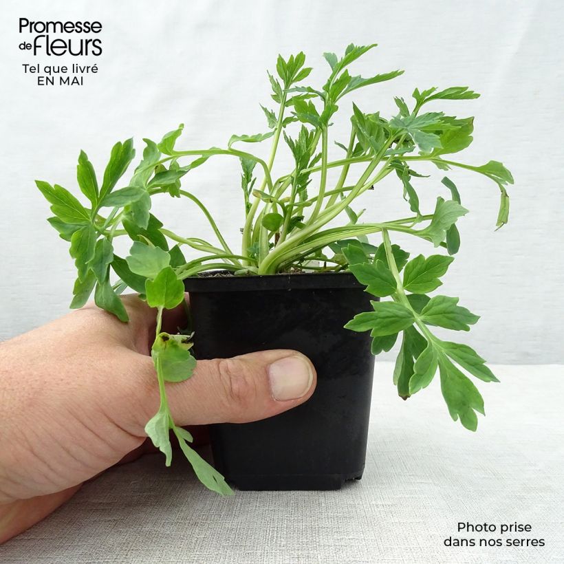 Meconopsis cambrica - Blue Poppy 8/9 cm pot sample as delivered in spring