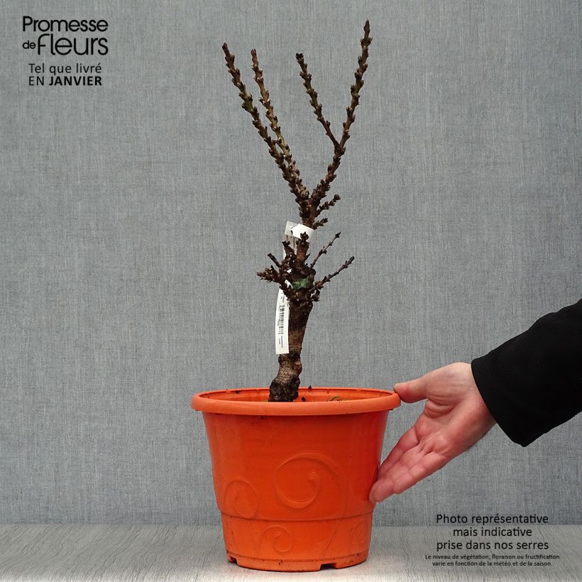 Prunus persica Dwarf Crimson Bonfire 6L/7L pot, Dwarf sample as delivered in winter