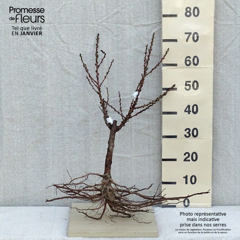 Prunus persica Dwarf Crimson Bonfire Bare root sample as delivered in winter