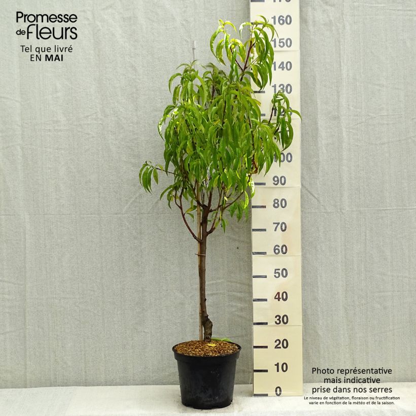 Prunus persica Redhaven - Peach Tree 7.5L/10L pot, Goblet sample as delivered in spring