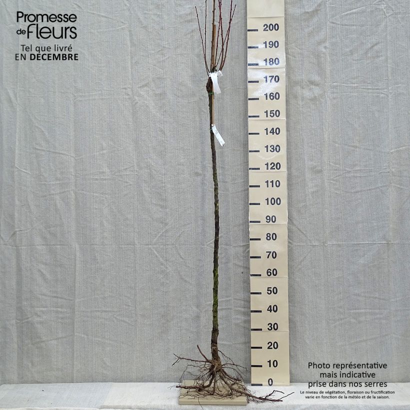 Prunus persica Triumph - Peach Tree Bare root, Half standard sample as delivered in winter