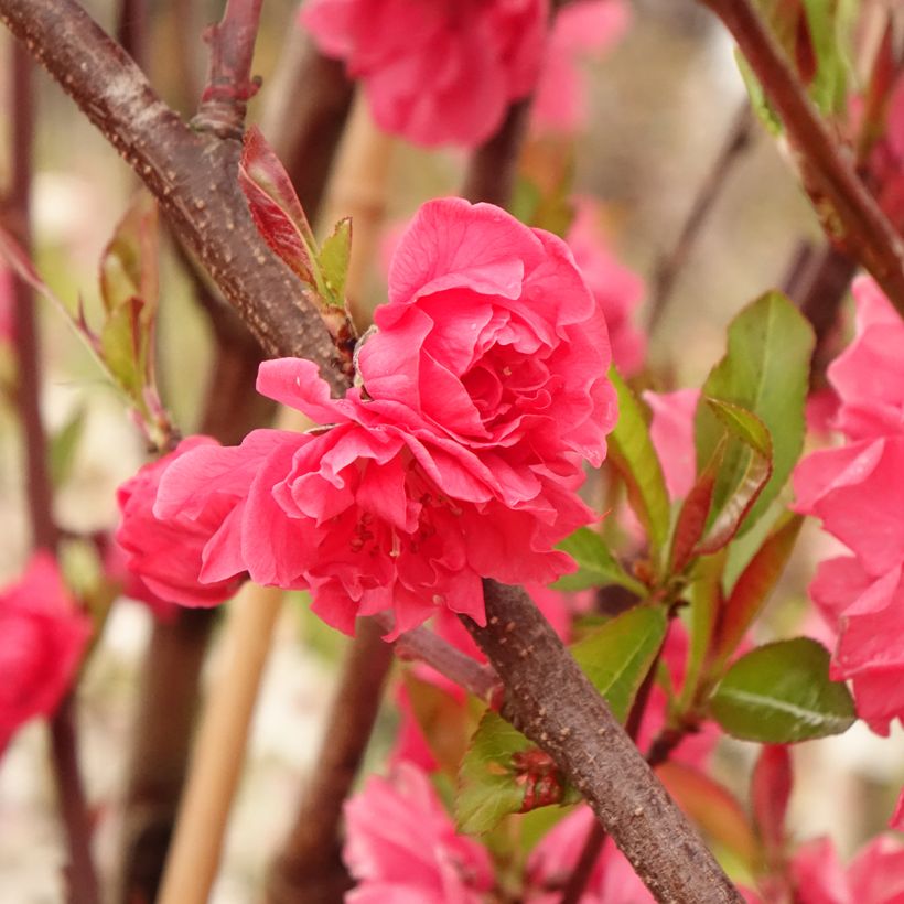 Prunus persica Taoflora Red - Peach Tree (Foliage)
