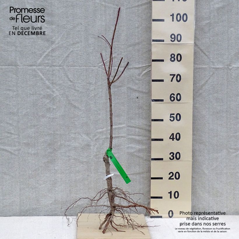 Prunus persicaWhite Vine Peach - Organic Peach tree Bare root, Scion sample as delivered in winter