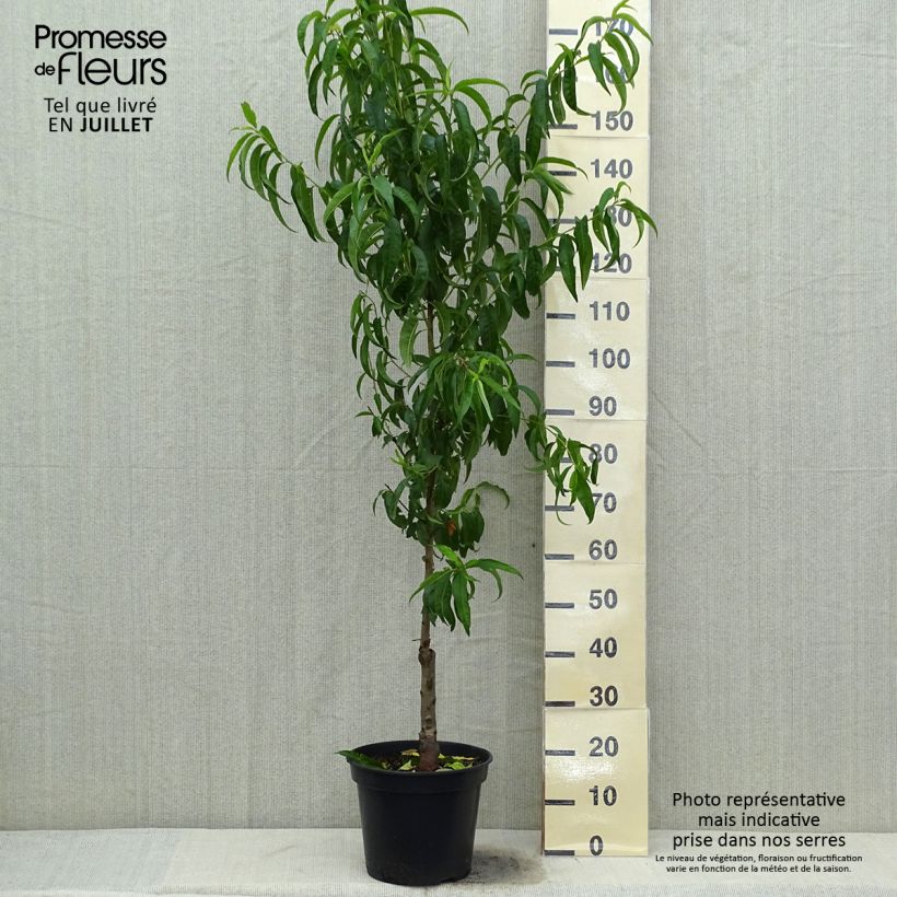 Prunus persica White Vine Peach - Vineyard Peach Tree 7.5L/10L pot, Goblet sample as delivered in summer
