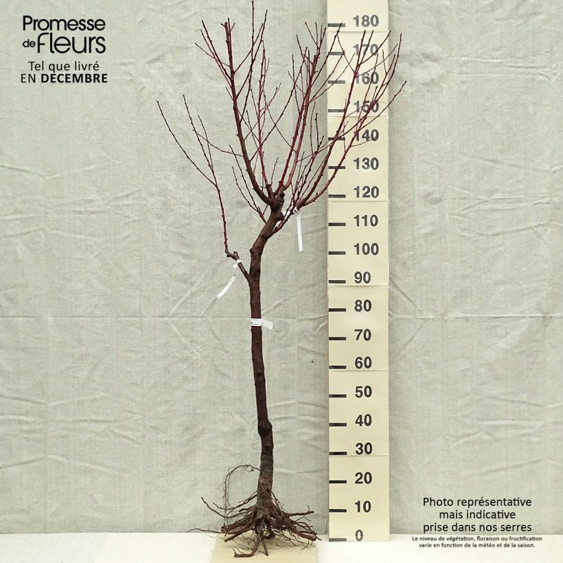 Prunus persica White Vine Peach - Vineyard Peach Tree Bare root, Goblet sample as delivered in winter