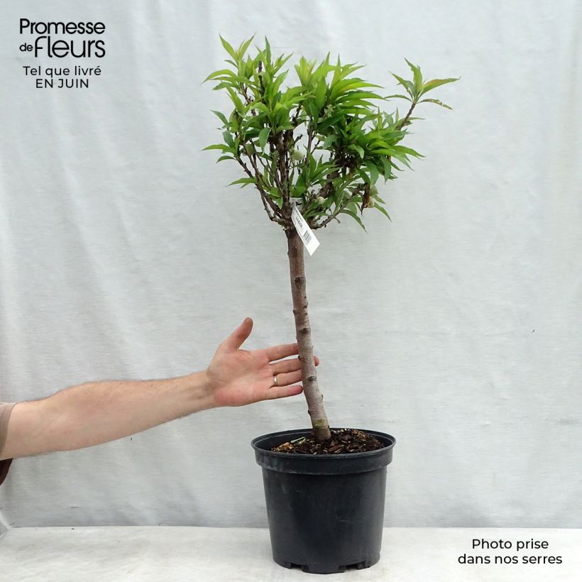 Dwarf Peach Amber Pix Zee 6L/7L pot, Dwarf sample as delivered in summer