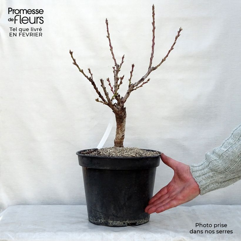 Dwarf Peach Amber Pix Zee 6L/7L pot, Dwarf sample as delivered in winter