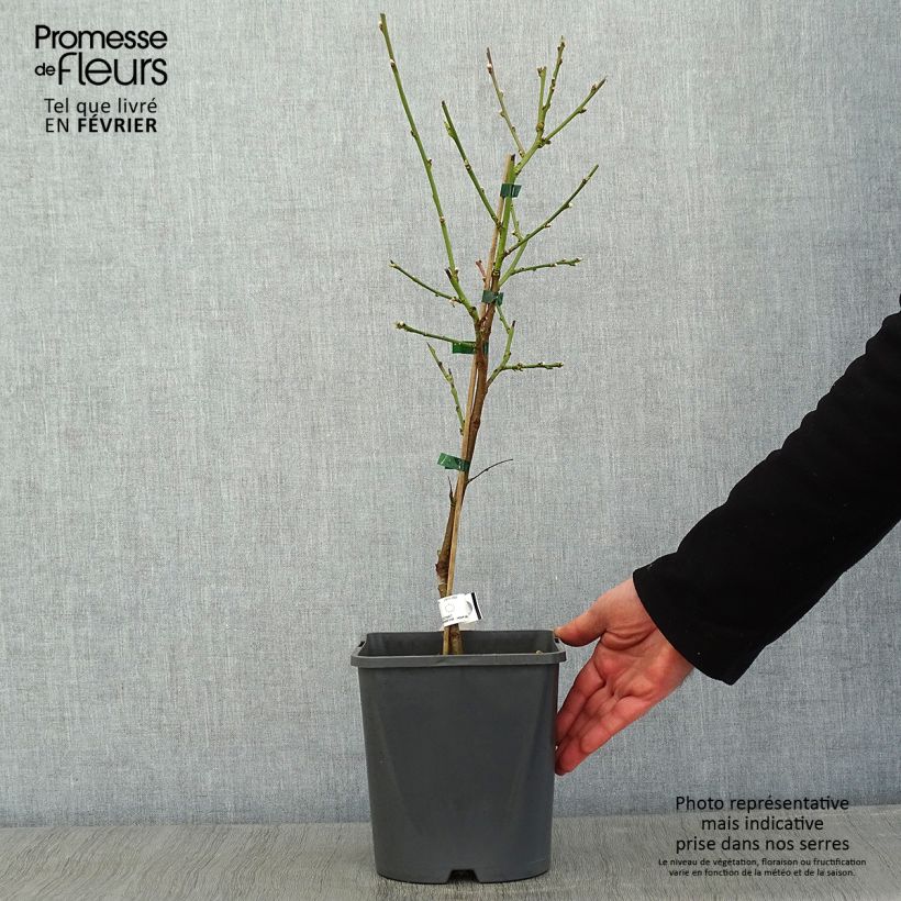 Prunus persica Fruit Me Peach Me Yellow - Dwarf Peach Tree 4L/5L pot, Dwarf sample as delivered in winter