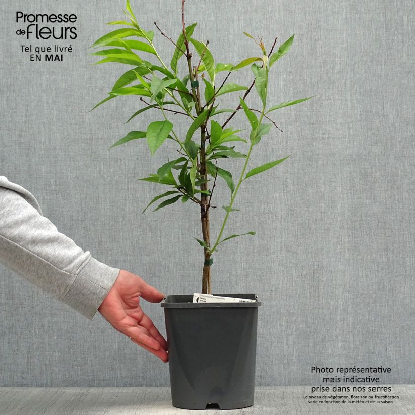 Prunus persica Fruit Me Peach Me Yellow - Dwarf Peach Tree 4L/5L pot, Dwarf sample as delivered in spring