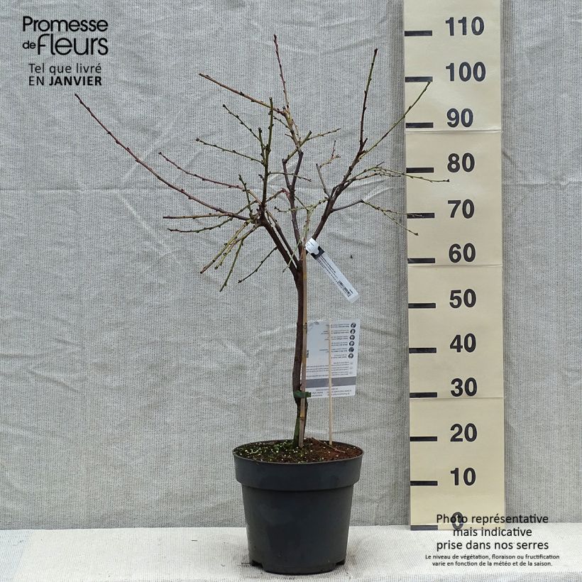 Prunus persica Ice Peach - Dwarf Peach Tree 7.5L/10L pot, Dwarf sample as delivered in winter