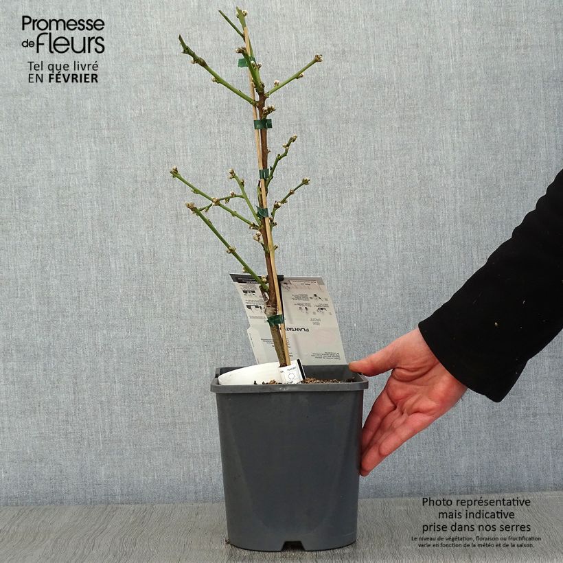 Prunus persica Ice Peach - Dwarf Peach Tree 4L/5L pot, Dwarf sample as delivered in winter