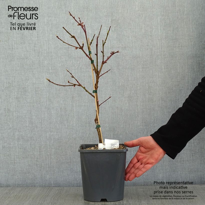 Prunus persica Fruit Me Necta Me - Dwarf Nectarine Peach Tree 4L/5L pot, Dwarf sample as delivered in winter