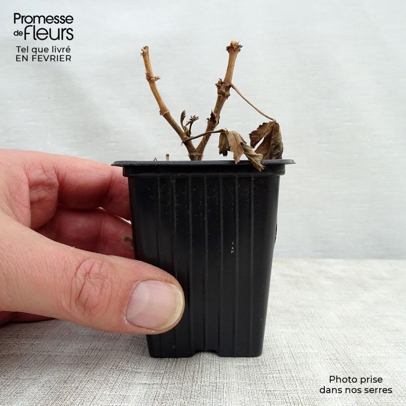 Pelargonium Paton's Unique 7/8 cm pot sample as delivered in winter