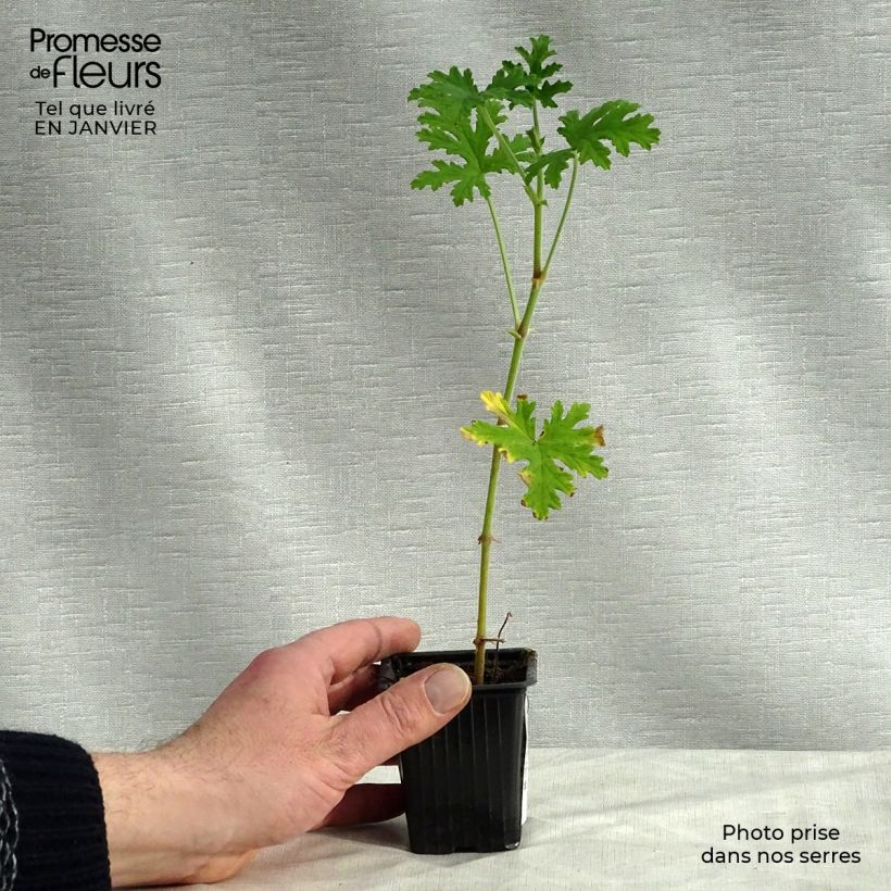 Pelargonium graveolens 7/8 cm pot sample as delivered in winter