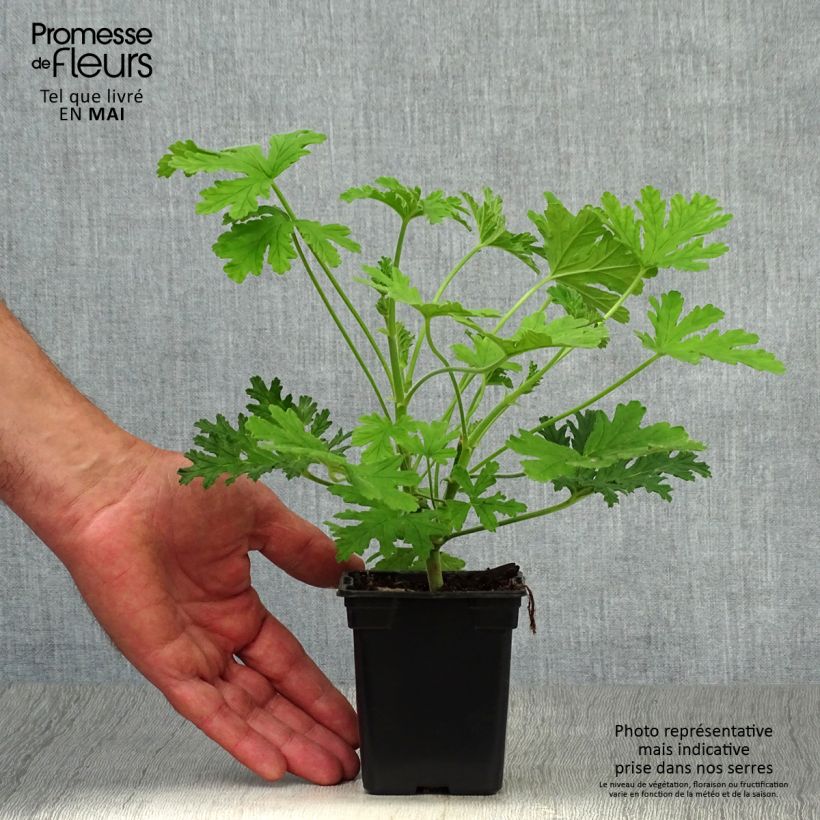 Pelargonium graveolens 7/8 cm pot sample as delivered in spring