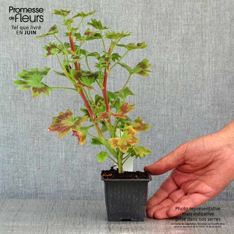 Pelargonium Stella Bird Dancer 8/9 cm pot sample as delivered in spring