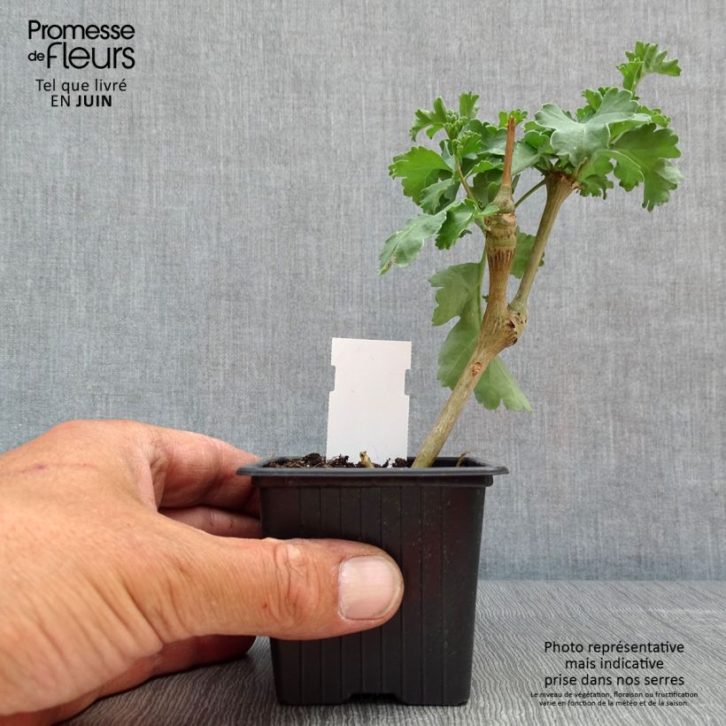 Pelargonium gibbosum 7/8 cm pot sample as delivered in spring