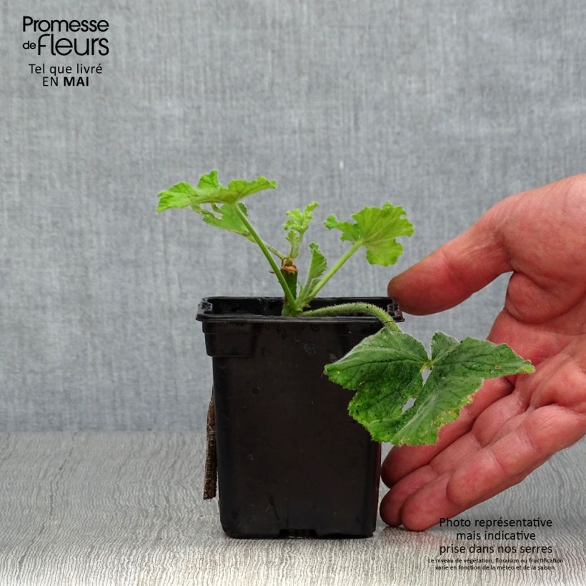 Pelargonium x tomentosum Chocolate 7/8 cm pot sample as delivered in spring