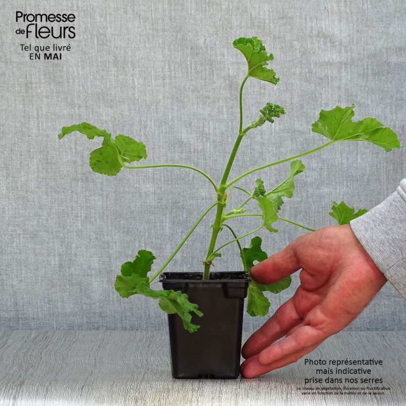 Pelargonium Endsleigh 7/8 cm pot sample as delivered in spring