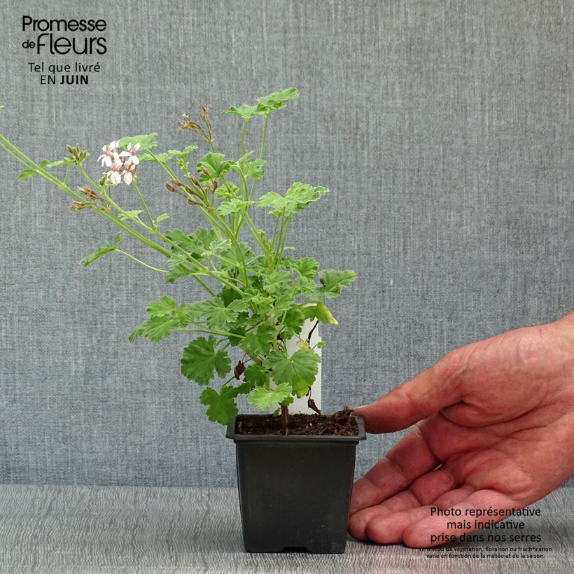 Pelargonium fragrans Variegatum 8/9 cm pot sample as delivered in spring