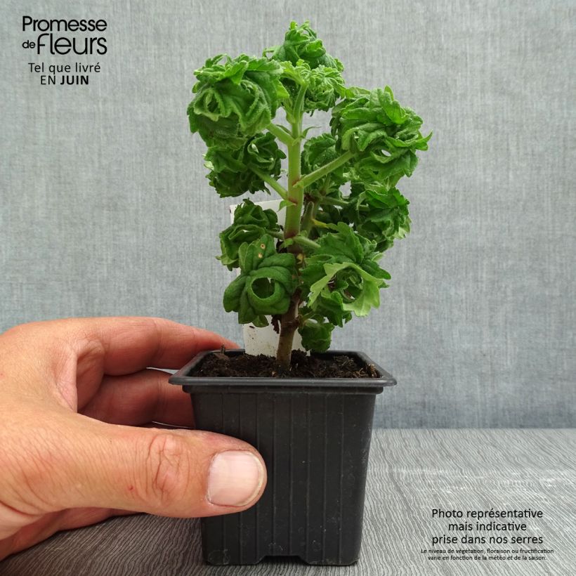 Pelargonium graveolens Bontrosaï 8/9 cm pot sample as delivered in spring