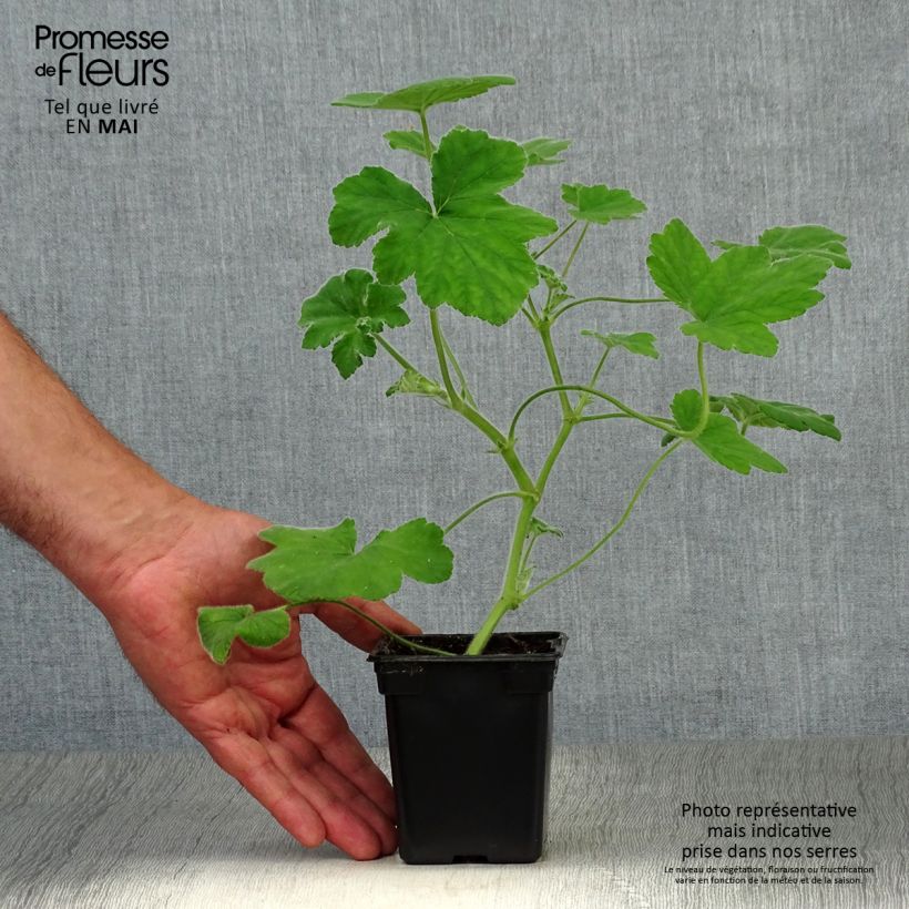 Pelargonium tomentosum 7/8 cm pot sample as delivered in spring