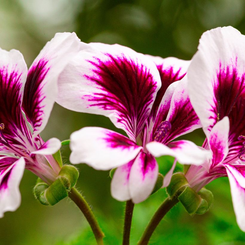 Pelargonium Angel Eyes Blueberry - Regal Geranium (Flowering)