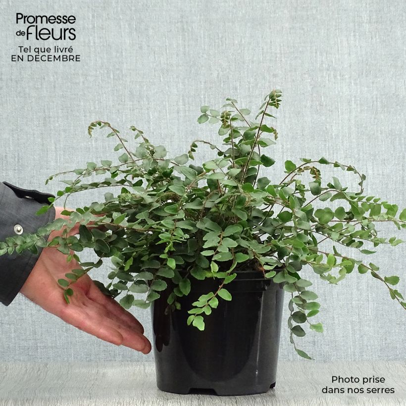 Pellaea rotundifolia 2L/3L pot sample as delivered in winter