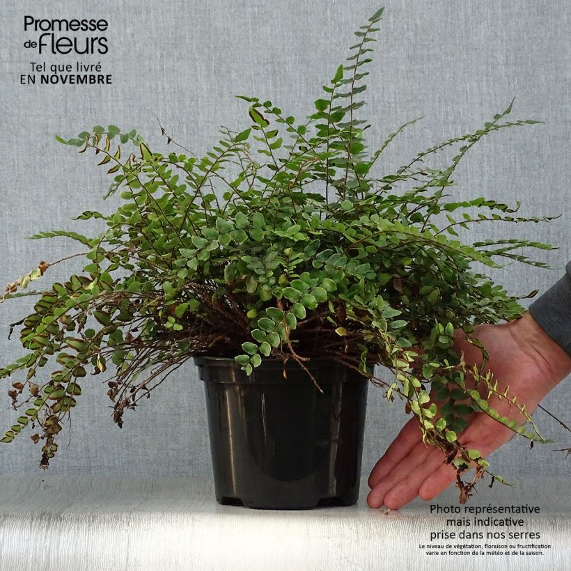Pellaea rotundifolia 2L/3L pot sample as delivered in autumn