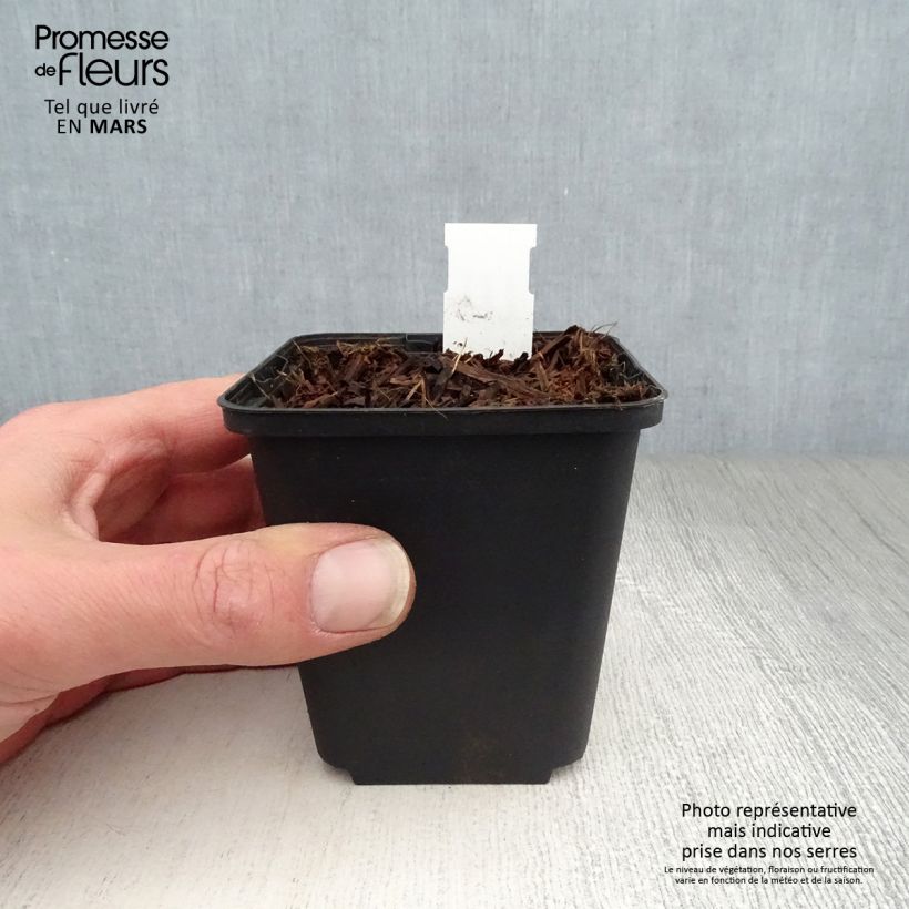 Peltoboykinia watanabei 8/9 cm pot sample as delivered in spring