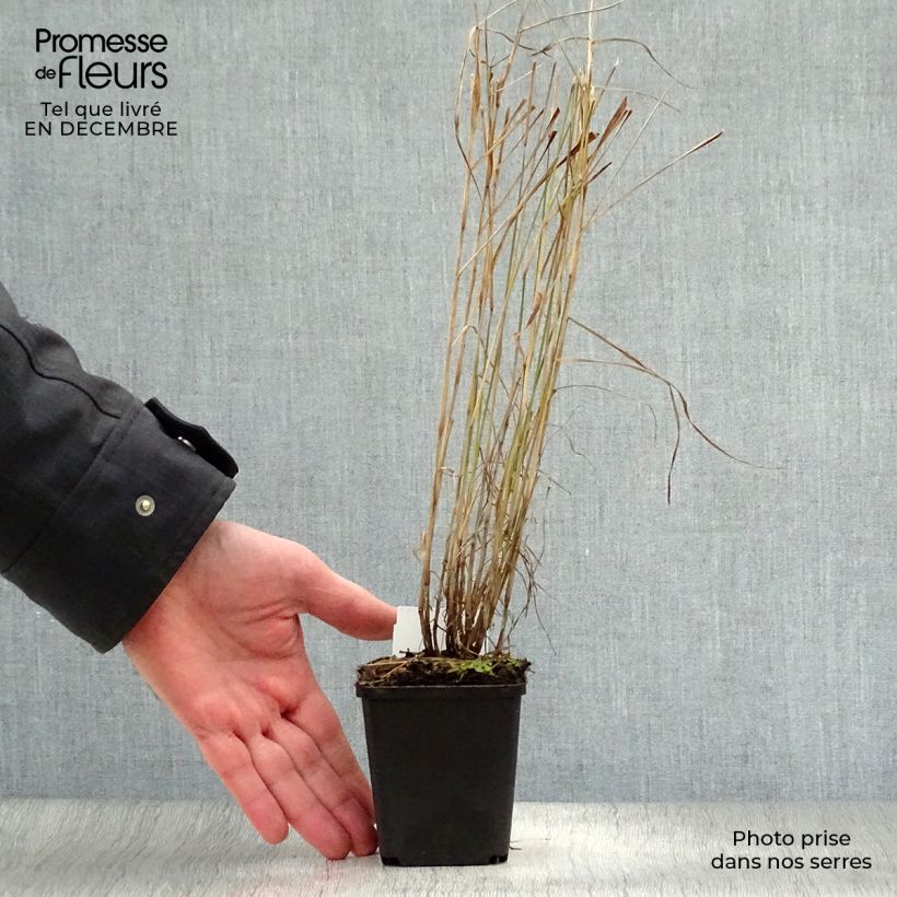 Pennisetum orientale - Oriental Fountain Grass 8/9 cm pot sample as delivered in winter