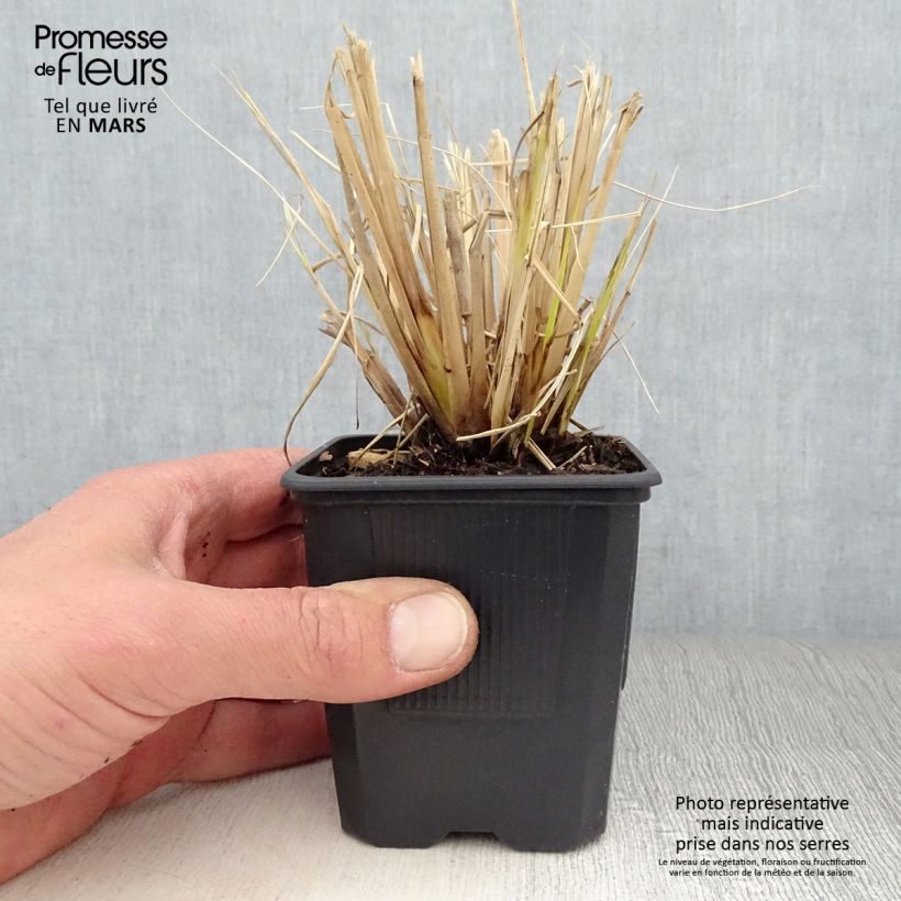 Pennisetum alopecuroides Windy Simonette - Chinese Fountain Grass 8/9 cm pot sample as delivered in spring