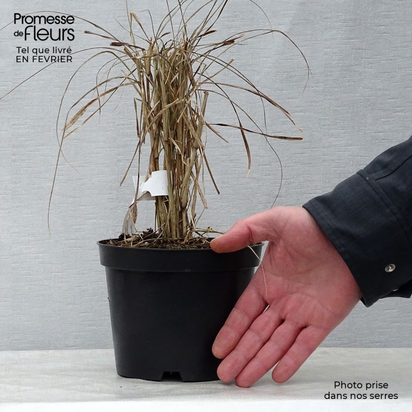 Pennisetum advena Rubrum - Purple Fountain Grass 1L/1.5L pot sample as delivered in winter