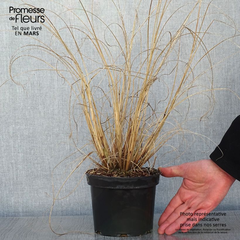Pennisetum alopecuroïdes Cassian 2L/3L pot sample as delivered in winter