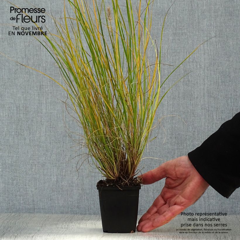 Pennisetum alopecuroides Gelbstiel - Chinese Fountain Grass 8/9 cm pot sample as delivered in autumn