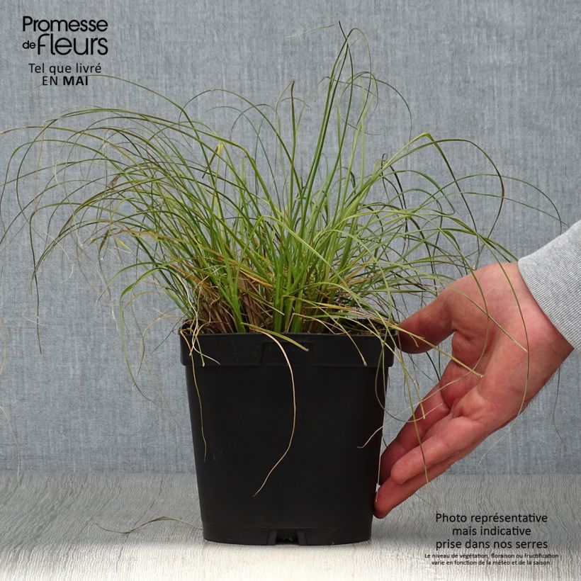Pennisetum alopecuroides Gelbstiel - Chinese Fountain Grass 2L/3L pot sample as delivered in spring