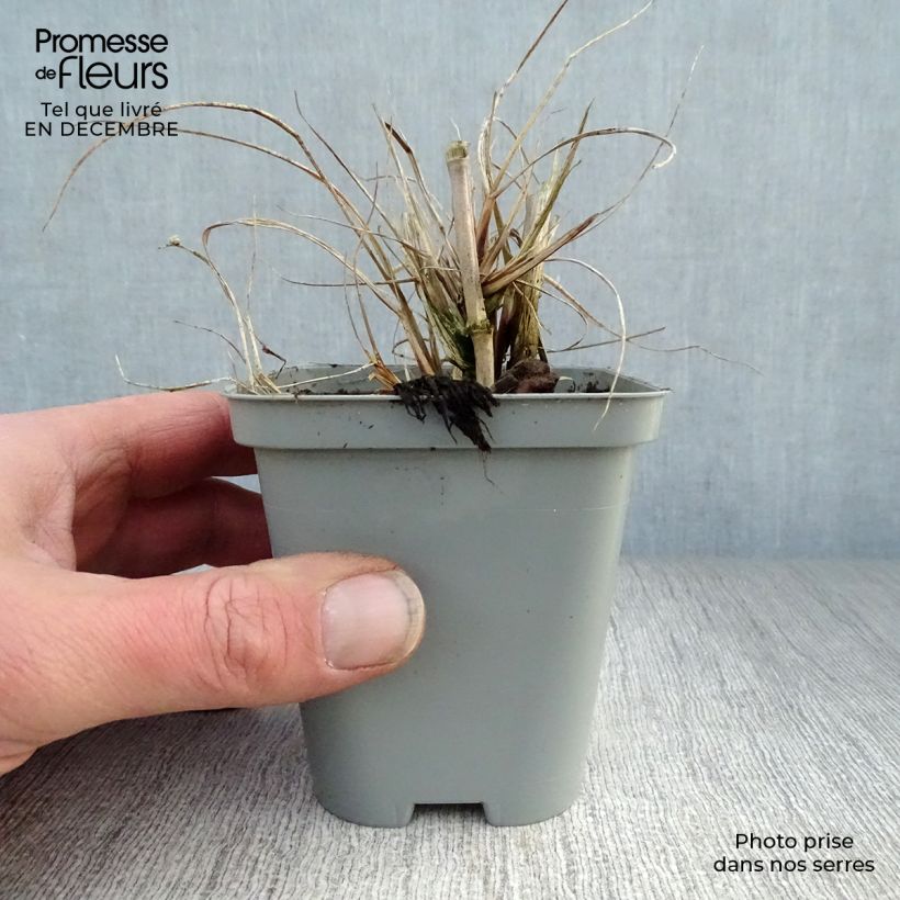 Pennisetum alopecuroides Hameln - Chinese Fountain Grass 8/9 cm pot sample as delivered in winter