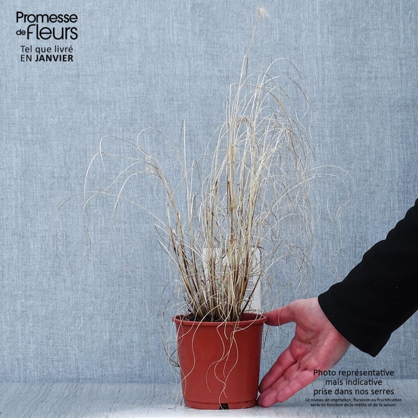 Pennisetum alopecuroïdes Hameln Gold - Chinese Fountain Grass 1L/1.5L pot sample as delivered in winter