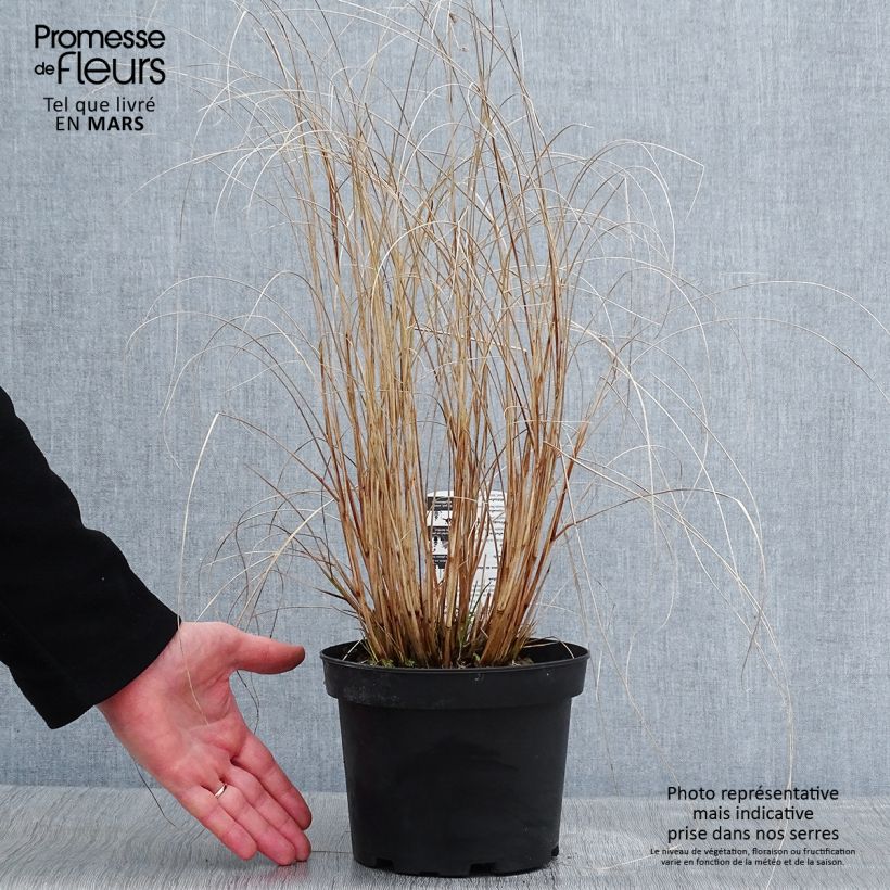 Pennisetum alopecuroides Hameln - Chinese Fountain Grass 2L/3L pot sample as delivered in winter