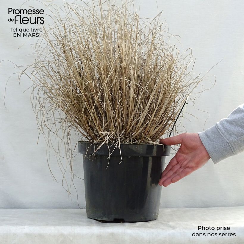 Pennisetum alopecuroides Hameln - Chinese Fountain Grass 7.5L/10L pot sample as delivered in spring