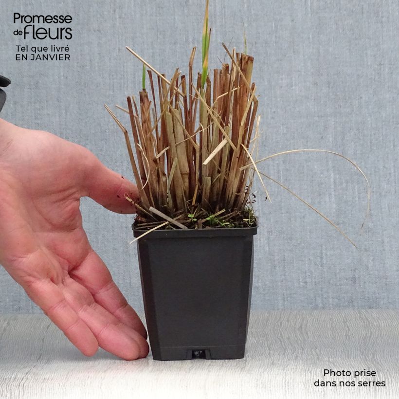 Pennisetum alopecuroïdes Japonicum - Chinese Fountain Grass 8/9 cm pot sample as delivered in winter