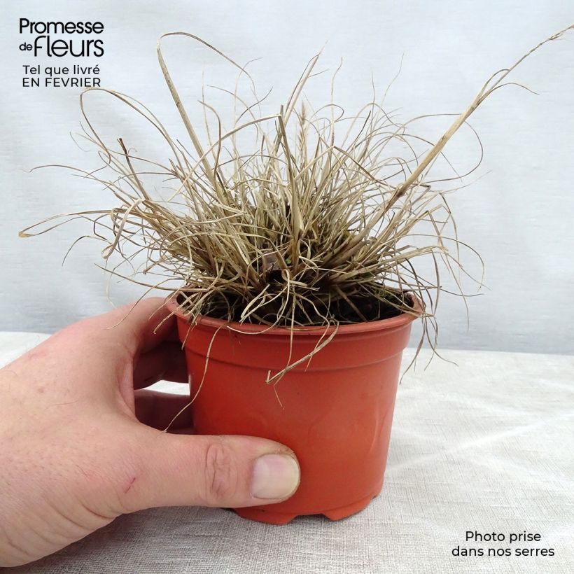 Pennisetum alopecuroïdes Little Bunny - Chinese Fountain Grass 8/9 cm pot sample as delivered in winter