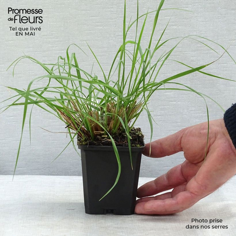 Pennisetum alopecuroïdes Magic 8/9 cm pot sample as delivered in spring