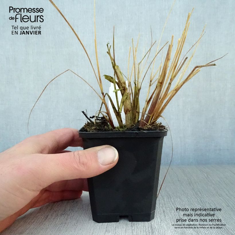 Pennisetum alopecuroïdes Magic 8/9 cm pot sample as delivered in winter