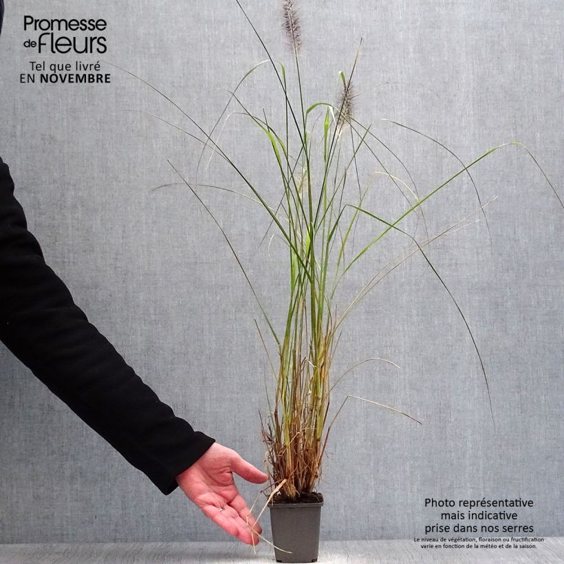 Pennisetum alopecuroïdes Moudry - Chinese Fountain Grass 8/9 cm pot sample as delivered in autumn