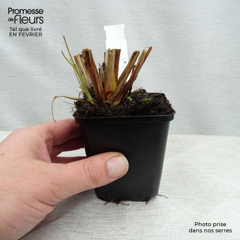 Pennisetum alopecuroïdes National Arboretum - Chinese Fountain Grass 8/9 cm pot sample as delivered in winter