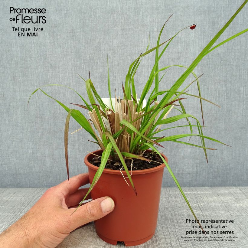 Pennisetum alopecuroïdes National Arboretum - Chinese Fountain Grass 1L/1.5L pot sample as delivered in spring